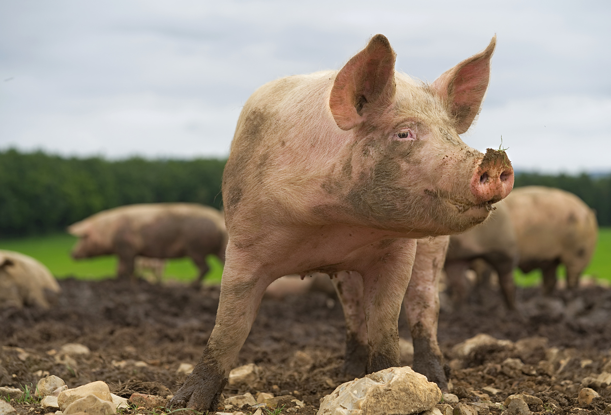 Peste Porcine Africaine : la FNSEA appelle à tout mettre en œuvre pour sécuriser les éleveurs !